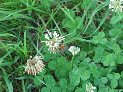 normal white clover